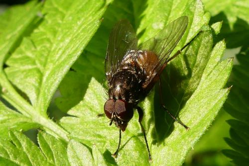 Phaonia subventa